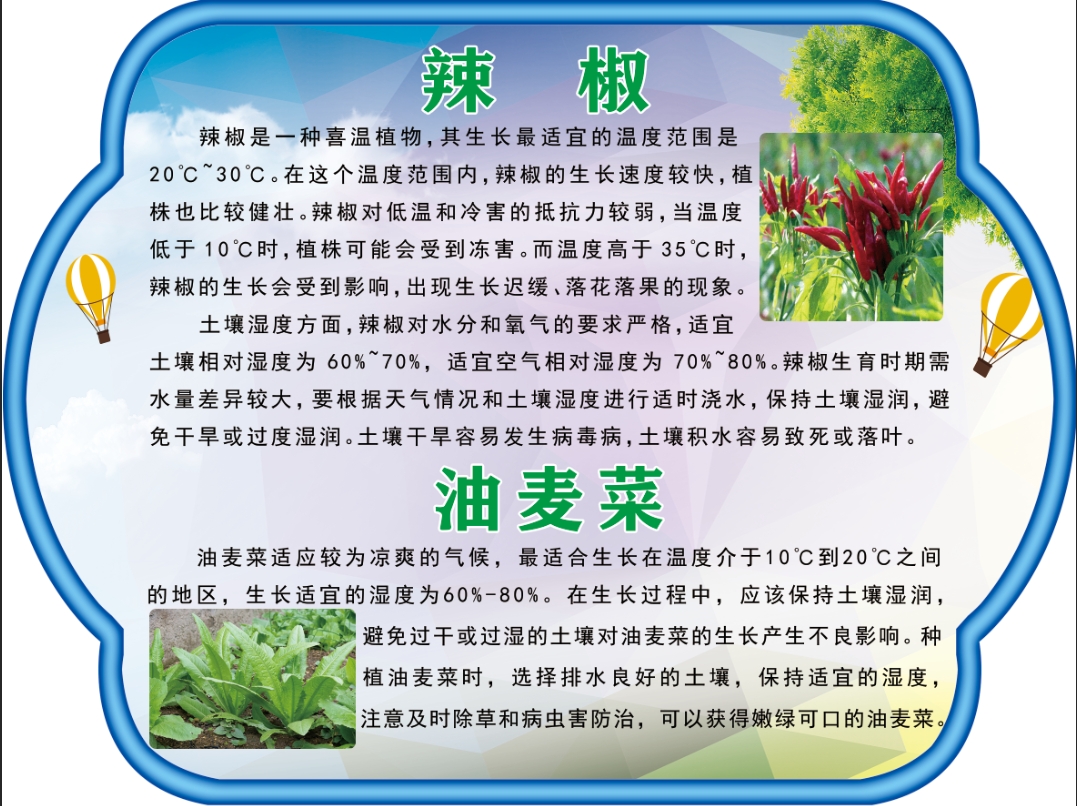 辣椒 油麦菜.jpg