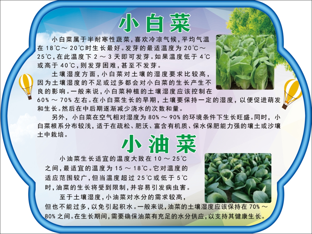 小白菜  小油菜.jpg