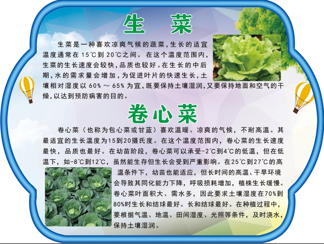 生菜 卷心菜.jpg