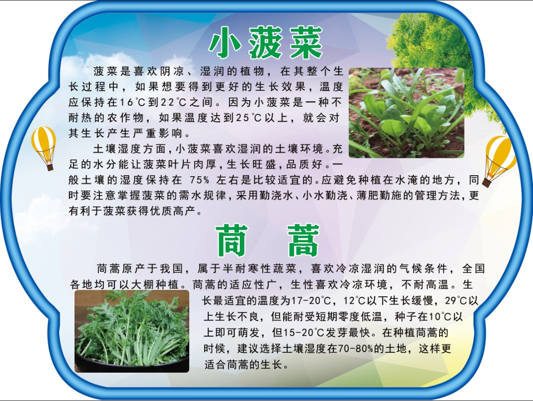 小菠菜  茼蒿.jpg