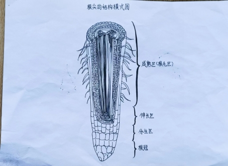 C:UsersADMINI~1.WINAppDataLocalTempWeChat Files138862d3c8255807446f604a2a19182.jpg