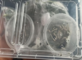 6e9d0b4e42a38d1b06e7ad38ae7fe45