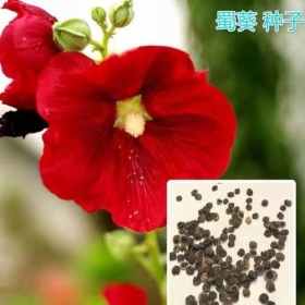 dcc92bb67f3240a78bfcaf740d24342