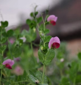 6098540a072fe777111f7e35cb0730c