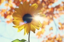 ed37b27994d1339c5913f31777b6d6e