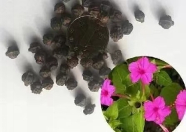 6ffda94e95cec7918591a93f9c7b2f1