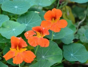 64dd12d9be26616b8a0e2292873d68e