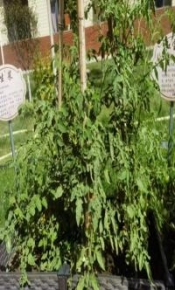 C:UsersADMINI~1AppDataLocalTempWeChat Filesd869bbddff2e0776ebf879275bd5482.jpg