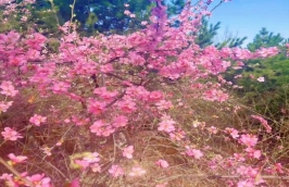 69938562a82075b7b0202cab6716241