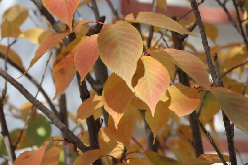 1668397598711540.jpg IMG_3379.JPG