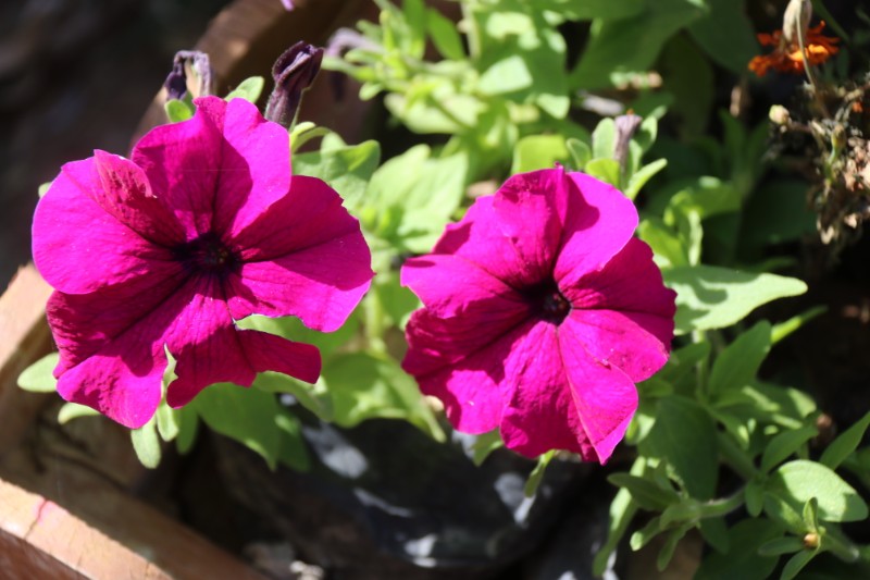 1668397717142691.jpg IMG_3347.JPG